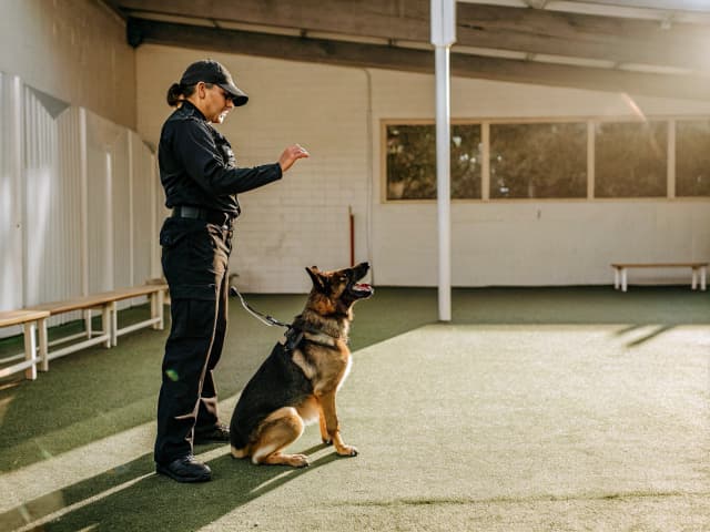 Image for Commission on Peace Officer Standards and Training: police canines.