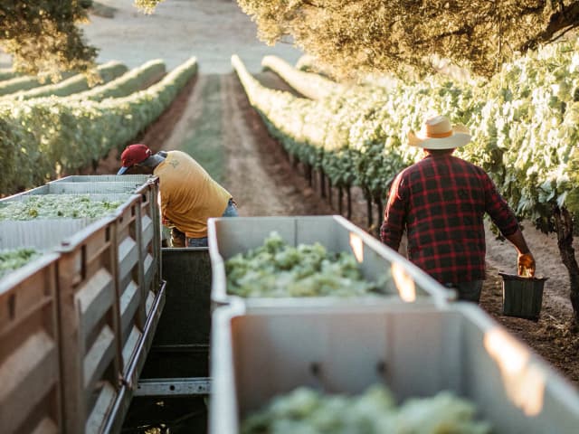 Image for California Table Grape Commission.