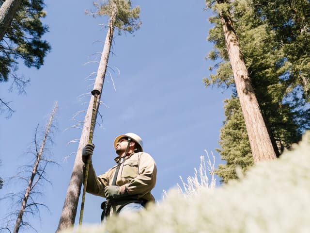 Image for The California Endangered Species Act: take of species: renewable electrical generation facilities.