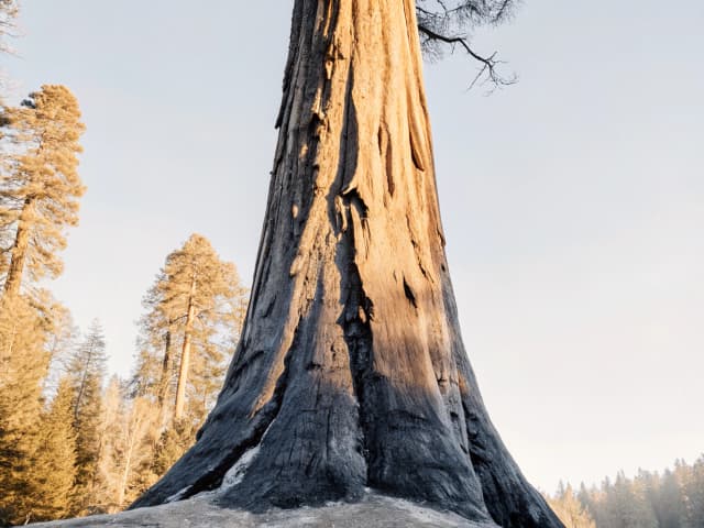 Image for Department of Parks and Recreation: Big Basin Redwoods, Año Nuevo, and Butano State Parks.