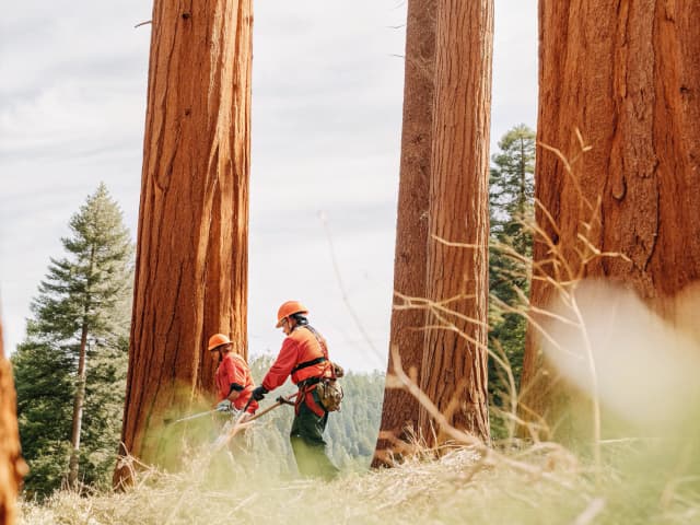 Image for Forestry: timber operations: maintenance of timberlands for fuels reduction.