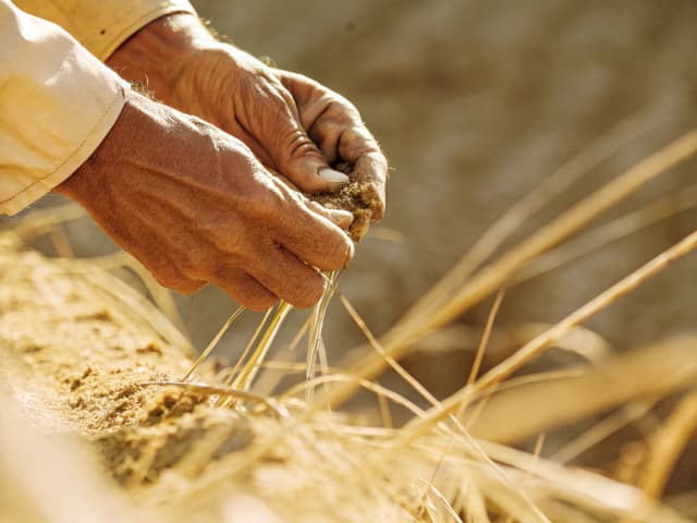 Image for The Cannella Environmental Farming Act of 1995: Managed Honeybee Health Program.