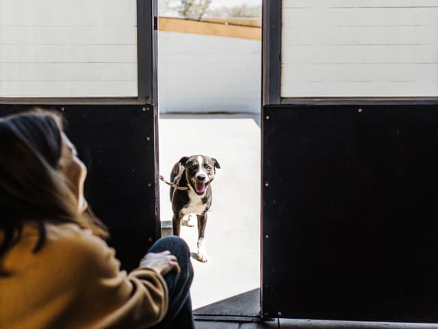 Image for Animals: sale of pets: intentional genomic alterations.