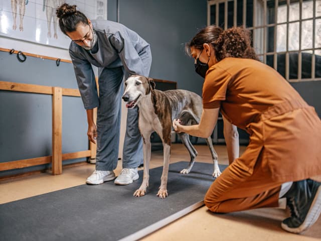 Image for Physical therapy and veterinary medicine: animal physical therapy.