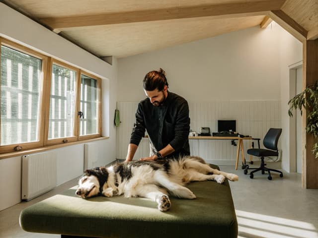 Image for Chiropractors: animal chiropractic practitioners.