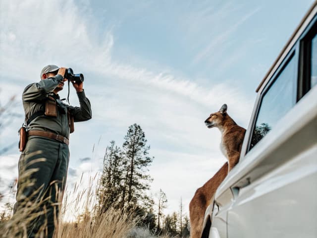 Image for Mountain Lions: human-mountain lion conflicts program: scientific research: County of El Dorado.